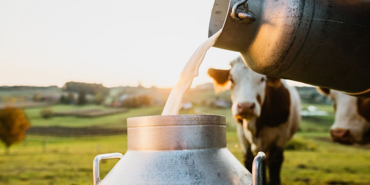Cow Pure Milk-গরুর দুধ